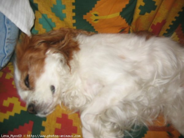 Photo de Cavalier king charles spaniel