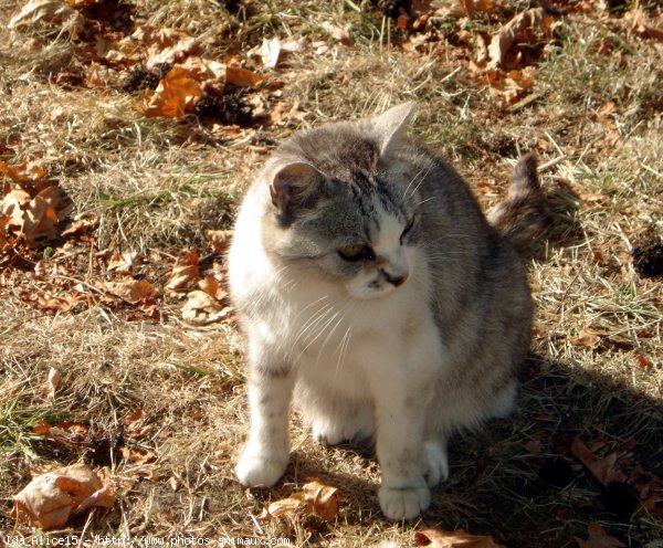 Photo de Chat domestique