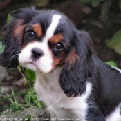 Photo de Cavalier king charles spaniel