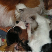 Photo de Cavalier king charles spaniel