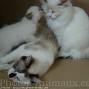 Photo de Ragdoll