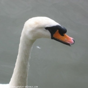 Photo de Cygne