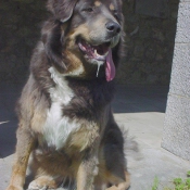 Photo de Dogue du tibet