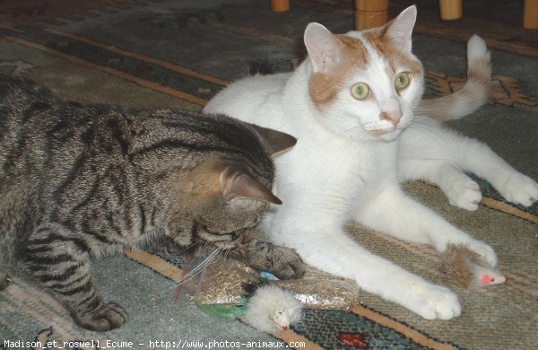 Photo de Chat domestique