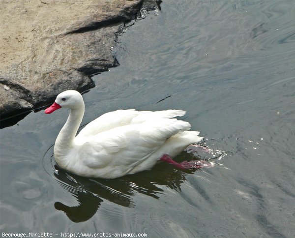 Photo de Cygne