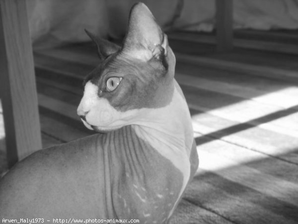 Photo de Sphynx