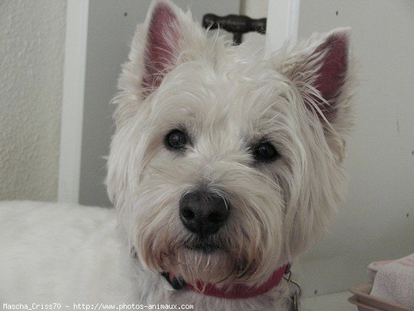 Photo de West highland white terrier