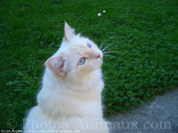 Photo de Ragdoll