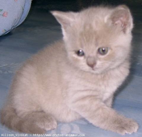 Photo de British shorthair