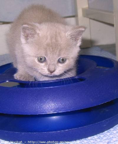 Photo de British shorthair