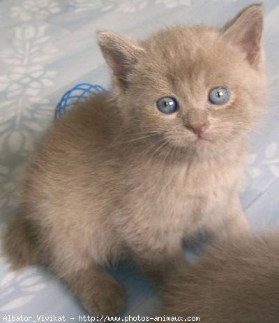 Photo de British shorthair