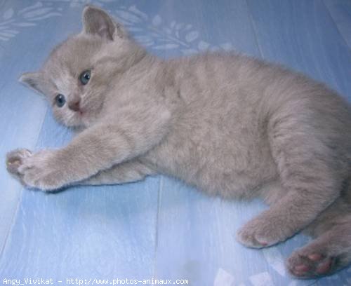 Photo de British shorthair