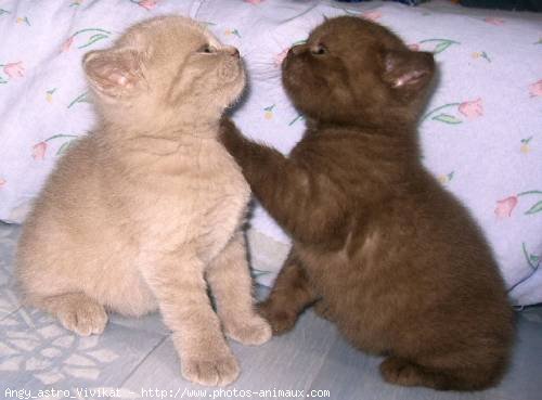 Photo de British shorthair