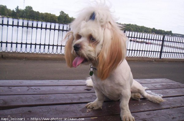 Photo de Lhassa apso