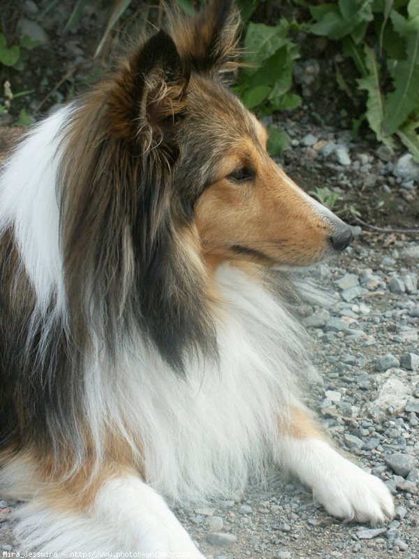 Photo de Chien de berger des shetland