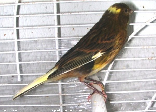 Photo de Canari