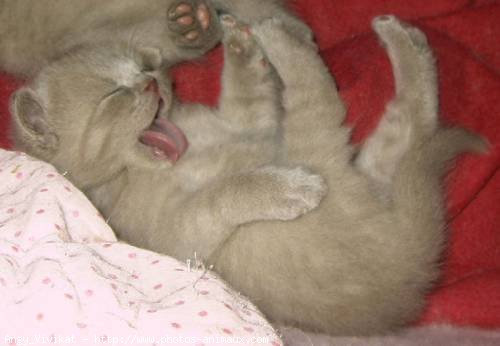 Photo de British shorthair