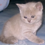 Photo de British shorthair