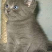 Photo de British shorthair