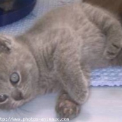 Photo de British shorthair