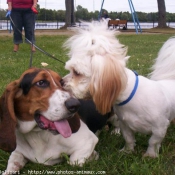 Photo de Races diffrentes