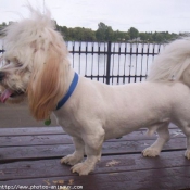 Photo de Lhassa apso