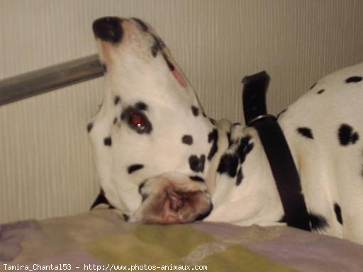 Photo de Dalmatien