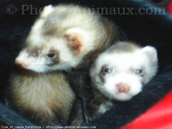 Photo de Furet