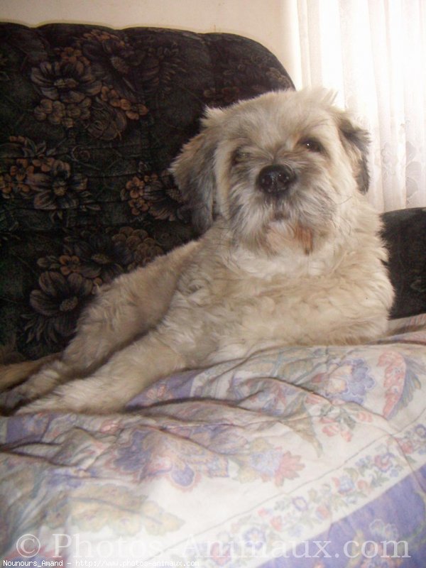 Photo de Lhassa apso