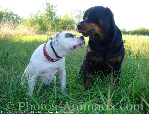 Photo de Races diffrentes