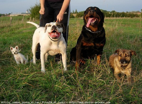 Photo de Races diffrentes