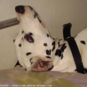 Photo de Dalmatien