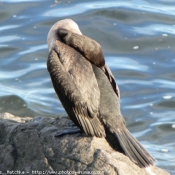 Photo de Cormorans hupps