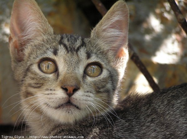 Photo de Chat domestique