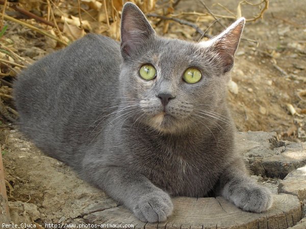 Photo de Chat domestique