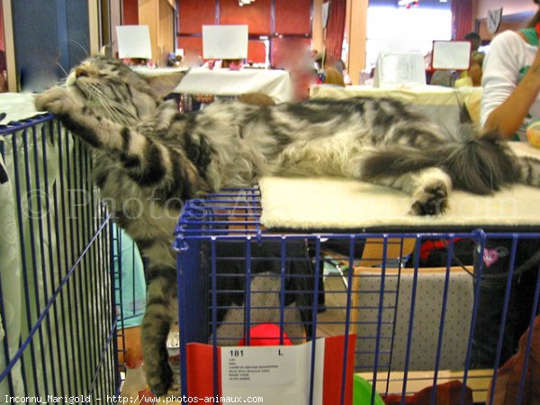 Photo de Maine coon