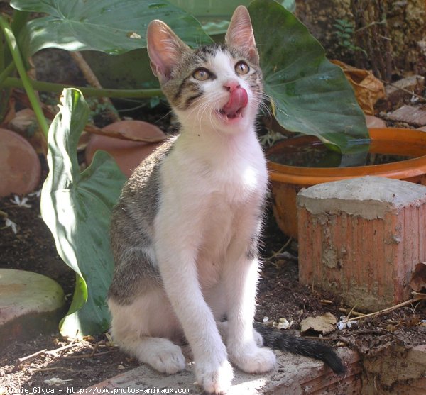 Photo de Chat domestique