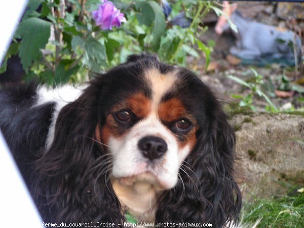 Photo de Cavalier king charles spaniel