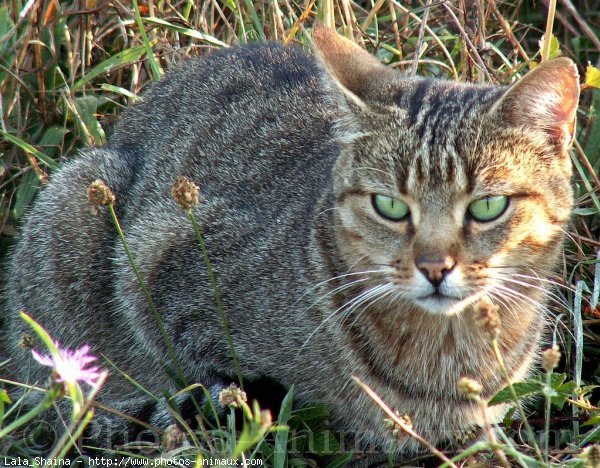 Photo de Chat domestique