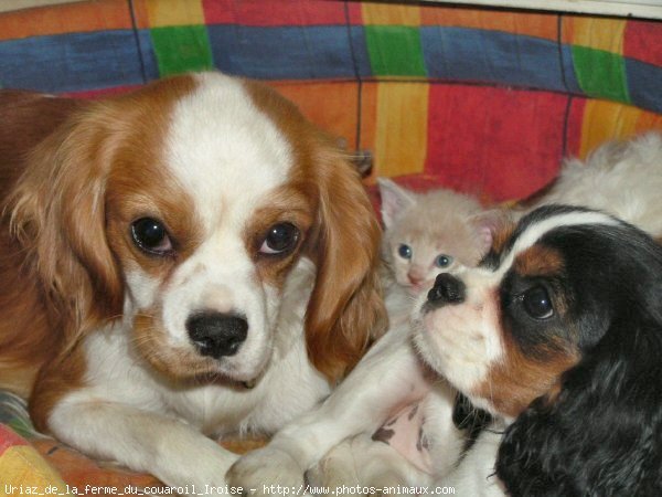 Photo de Cavalier king charles spaniel