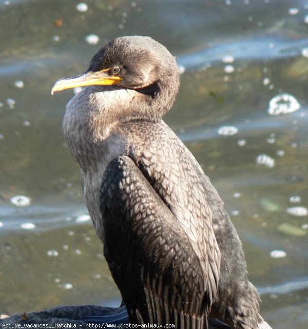 Photo de Cormorans hupps