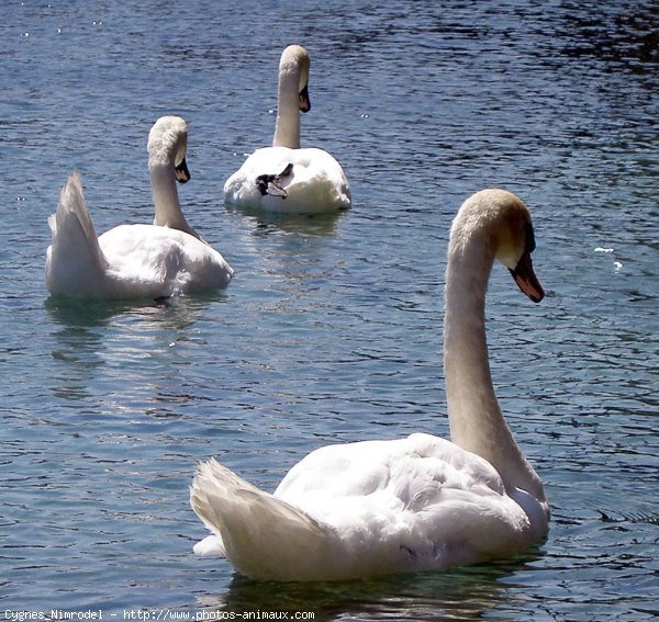 Photo de Cygne