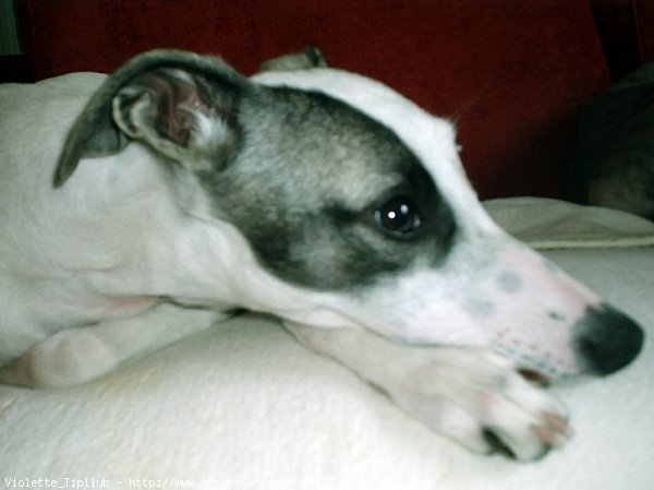 Photo de Whippet