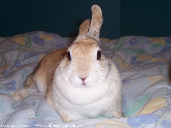 Photo de Lapin