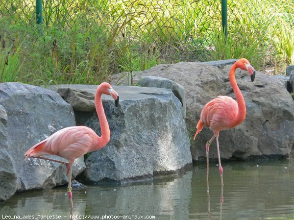 Photo de Flamand rose