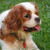 Photo de Cavalier king charles spaniel