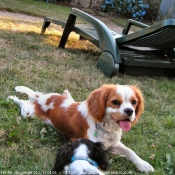 Photo de Cavalier king charles spaniel