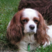 Photo de Cavalier king charles spaniel