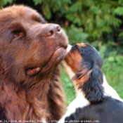 Photo de Chien de terre-neuve