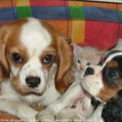 Photo de Cavalier king charles spaniel